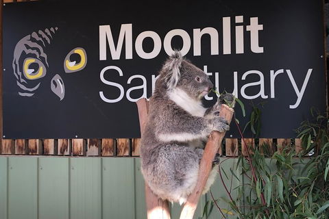 Private Tour: Phillip Island, Penguin Parade And Moonlit Sanctuary Conservation Park From Melbourne - Hobart Tourism 3