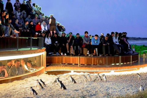 Private Tour: Phillip Island, Penguin Parade And Moonlit Sanctuary Conservation Park From Melbourne - Hobart Tourism 4