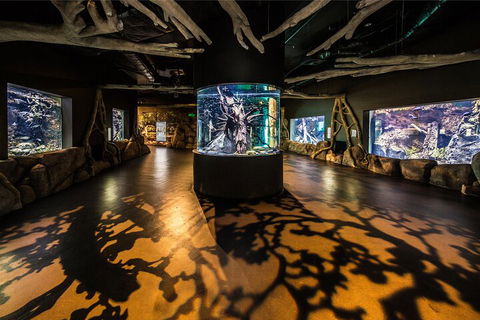 Cairns Aquarium Tour By Twilight With Drink And Appetiser - Tourism TAS 1