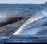 Whale Watching by Sea World Cruises - Hobart Tourism