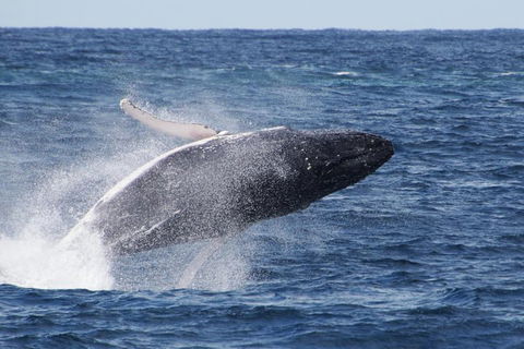 Whale Watching By Sea World Cruises - Hobart Tourism 0