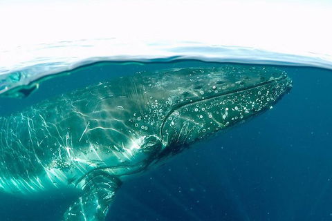 Whale Watching By Sea World Cruises - Hobart Tourism 2