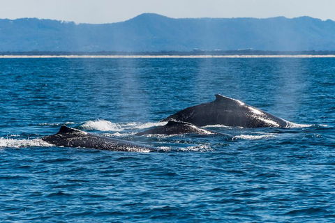 Whale Watching By Sea World Cruises - Hobart Tourism 4
