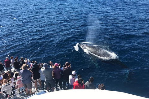 Whale Watching By Sea World Cruises - Hobart Tourism 5