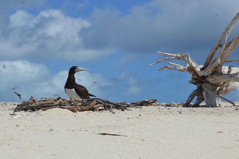 Seastar Luxury Outer Great Barrier Reef Island And Reef Tour From Cairns - Tourism TAS 1