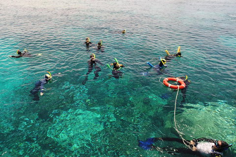 Seastar Luxury Outer Great Barrier Reef Island And Reef Tour From Cairns - Tourism TAS 2