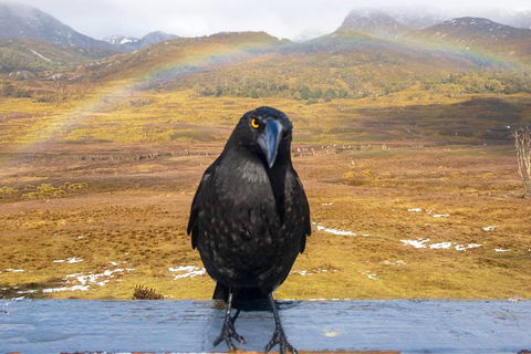 Cradle Mountain Park Explorer Guided Tour - Tourism TAS 2