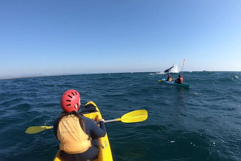 Kayaking With Dolphins In Byron Bay Guided Tour - Hobart Tourism 3