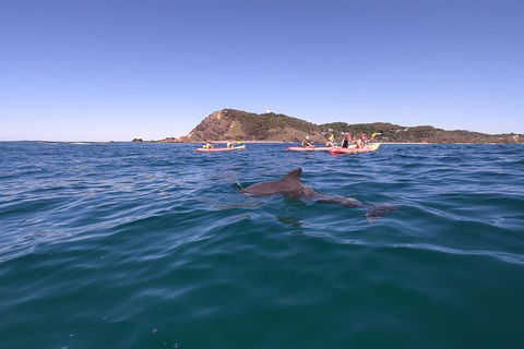 Kayaking With Dolphins In Byron Bay Guided Tour - Hobart Tourism 5