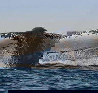Sydney Whale-Watching Cruise Including Lunch or Breakfast - Hobart Tourism