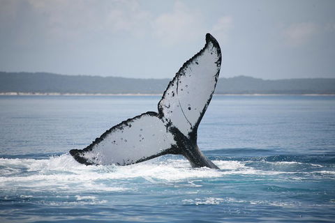 Hervey Bay Whale Watching Cruise - Hobart Tourism 0