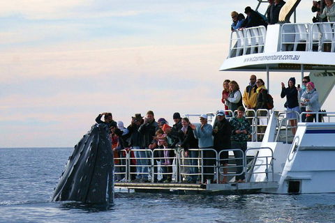 Hervey Bay Whale Watching Cruise - Hobart Tourism 1