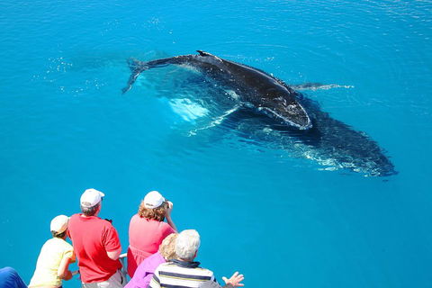 Hervey Bay Whale Watching Cruise - Hobart Tourism 2