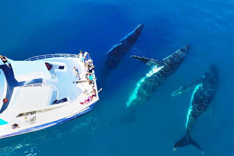 Hervey Bay Whale Watching Cruise - Hobart Tourism 3
