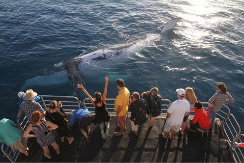 Hervey Bay Whale Watching Cruise - Hobart Tourism 4