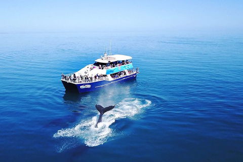 Hervey Bay Whale Watching Cruise - Hobart Tourism 5