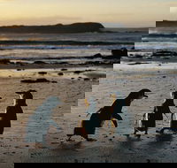 Phillip Island Penguin Parade Day Trip with Koala Conservation Reserve Visit - Hobart Tourism