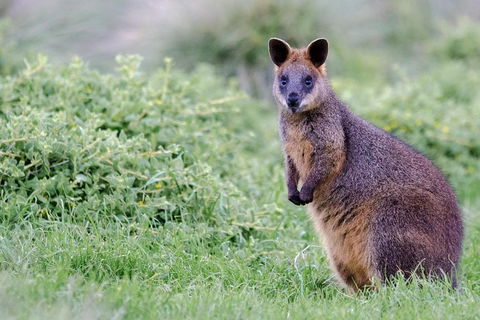 Phillip Island Penguin Parade Day Trip With Koala Conservation Reserve Visit - Hobart Tourism 1