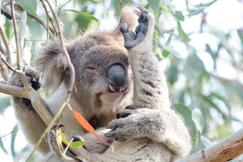 Great Ocean Road Reverse Itinerary With 12 Apostles From Melbourne - Hobart Tourism 1