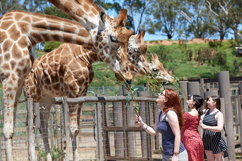 Slumber Safari At Werribee Open Range Zoo - Hobart Tourism 3