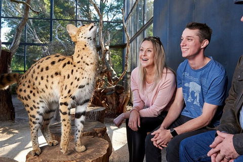African Cat Encounter At Werribee Open Range Zoo - Tourism TAS 0