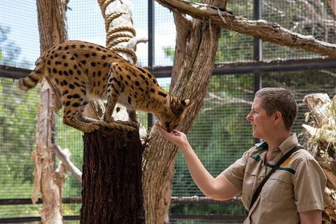 African Cat Encounter At Werribee Open Range Zoo - Tourism TAS 2