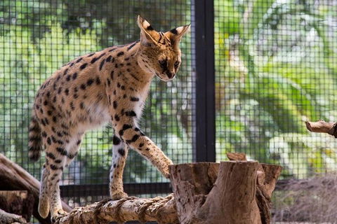 African Cat Encounter At Werribee Open Range Zoo - Tourism TAS 3