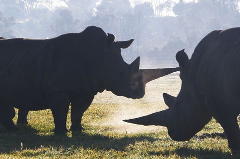 Early Morning Savannah Experience - Tourism TAS 1