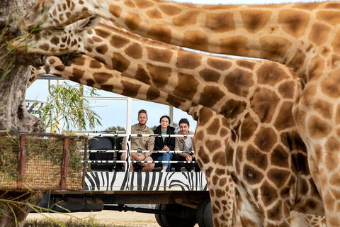 Early Morning Savannah Experience - Tourism TAS 3