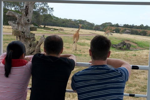 Off-Road Safari At Werribee Open Range Zoo - Hobart Tourism 4