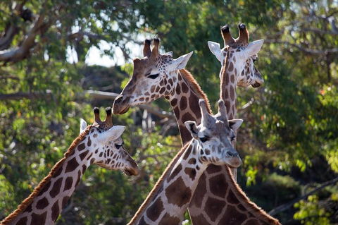 Werribee Open Range Zoo General Admission Ticket - Hobart Tourism 0
