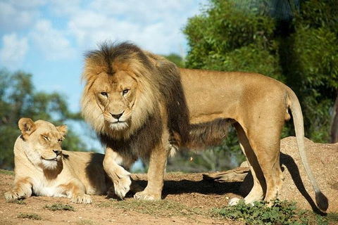 Werribee Open Range Zoo General Admission Ticket - Hobart Tourism 1