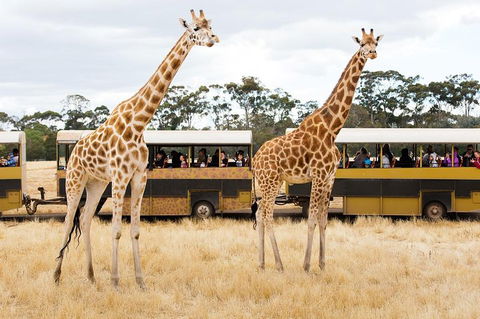 Werribee Open Range Zoo General Admission Ticket - Hobart Tourism 2