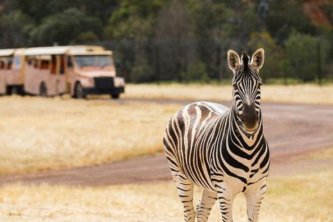 Werribee Open Range Zoo General Admission Ticket - Hobart Tourism 5