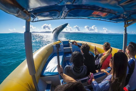 Ocean Rafting Tour To Whitehaven Beach, Hill Inlet Lookout & Top Snorkel Spots - Tourism TAS 4