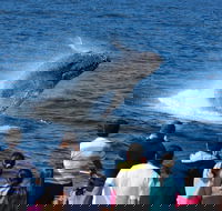 Tangalooma Island Resort Whale Watching Day Cruise - Tourism TAS