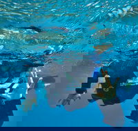 3 Day Whitsundays Sailing and Diving Adventure Kiana - Tourism TAS
