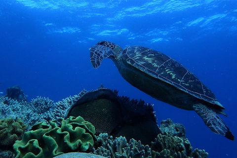 3 Day Whitsundays Sailing And Diving Adventure: Kiana - Hobart Tourism 2