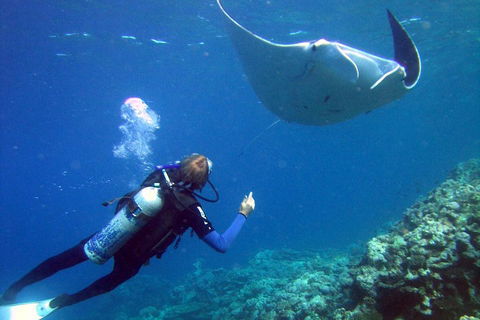 3 Day Whitsundays Sailing And Diving Adventure: Kiana - Hobart Tourism 3