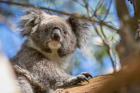 Phillip Island Penguin And Koala Highlights Day-Trip From Melbourne - Hobart Tourism 2
