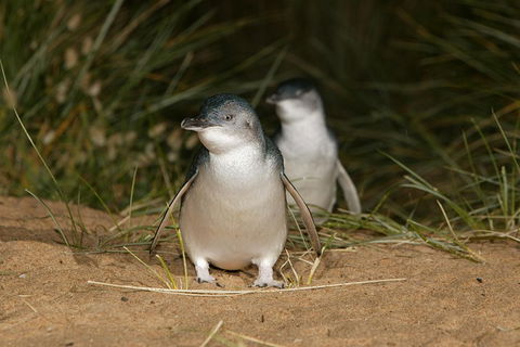 Phillip Island Penguin And Koala Highlights Day-Trip From Melbourne - Hobart Tourism 3