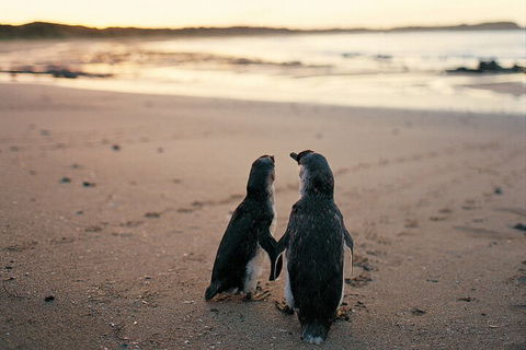Phillip Island Penguin And Koala Highlights Day-Trip From Melbourne - Hobart Tourism 4