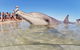 7-Day Exmouth Explorer Via Pinnacles Monkey Mia Ningaloo Reef Returning To Perth - thumb 1