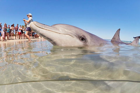 7-Day Exmouth Explorer Via Pinnacles Monkey Mia Ningaloo Reef Returning To Perth - Hobart Tourism 1