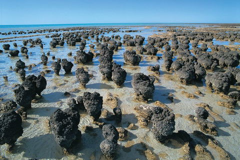 7-Day Exmouth Explorer Via Pinnacles Monkey Mia Ningaloo Reef Returning To Perth - Hobart Tourism 3