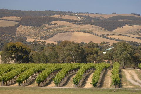 McLaren Vale And Glenelg Wine Tasting And Sightseeing (Half-day Afternoon) - Tourism TAS 2