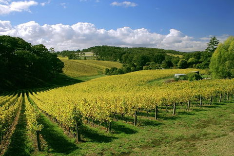McLaren Vale And Glenelg Wine Tasting And Sightseeing (Half-day Afternoon) - Tourism TAS 4