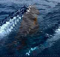 Phillip Island Whale Watching Tour - Hobart Tourism
