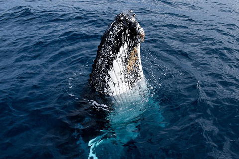 Phillip Island Whale Watching Tour - Hobart Tourism 0