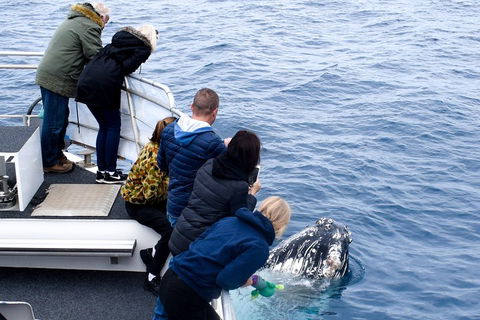 Phillip Island Whale Watching Tour - Hobart Tourism 1